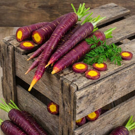 Cosmic Purple, Carrot Seeds